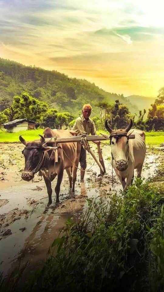 Desh ka Kishan #farmer #agriculture #market #cow #india #beauty